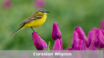 Eurasian Wigeon